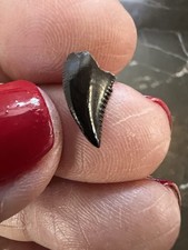 Large Troodon Tooth-dinosaur fossil