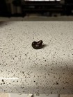 Rare Heart Shaped Brown Peanut M&M That Stands On Its Own! — photo 2