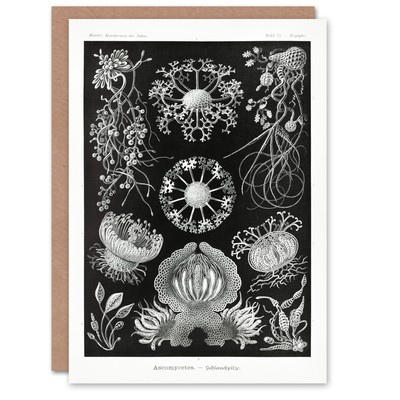 Ernst Haeckel Art Card Ascomycetes Fungi Species Vintage