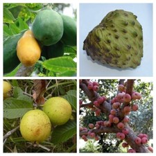 Tropical Fruits Packet - 4 Species - 65+ seeds - Semillas - Graines Samen V 134