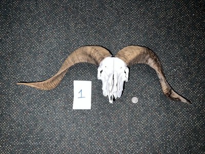 Sheep Ram Skull Decor Taxidermy Art Novalty Horns Naturally Picked Up