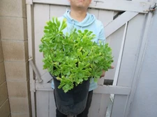 Aeonium Comerense Succulent