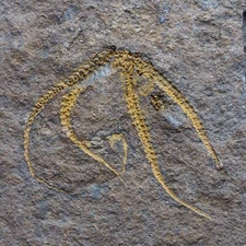 0.6kg Starfish Ophiura sp. Fossil Morocco Ordovician 11