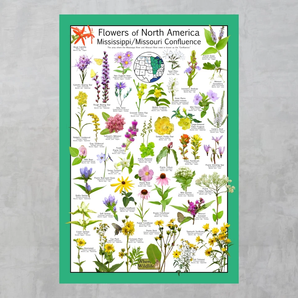 Póster de la confluencia Native Flowers of North America Missouri/Misisippi Foto 2 de 4
