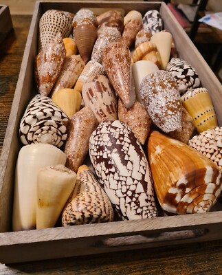 Muschelkegel, Seekegel F+++ Sea Shell, Kuriositätenkabinett