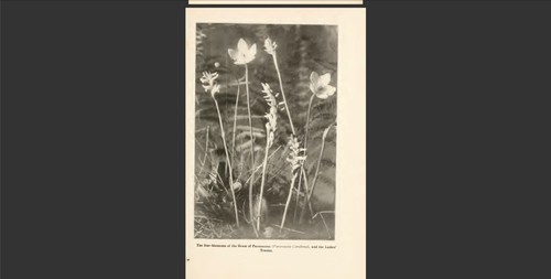 Bog-trotting for orchids by Niles, Grace Greylock 1904 Reprint - Picture 13 of 14