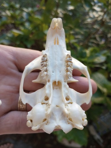 Woodchuck Skull / Animal Mount / Oddity / Beetle Cleaned / Unique Gift. - Picture 8 of 11