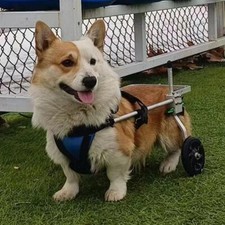 Dog Wheelchair Hind Limb Paralyzed Disabled Dog Assistance Brace