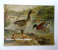 ANTICA OLEOGRAFIA ANATRE AL FIUME-  EPOCA 1880 -275-