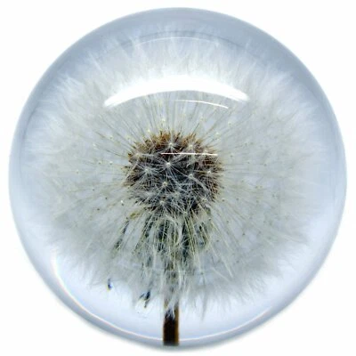 Large Dandelion Paperweight made with a real flower