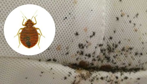 Home Ultrasonic BED BUG Cimicosis Repellent TREATMENT Prevention BEDBUG Home Ultrasonic BED BUG Cimicosis Repellent TREATMENT Prevention BEDBUG