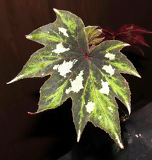 Begonia ludwigii Leafing out soon Begonia ludwigii Leafing out soon - Image 1