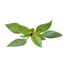 250 Thai Basil Seeds Aromatic Herb Popular in Asian Cuisines