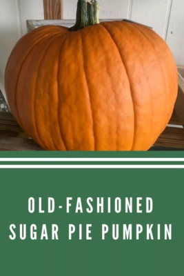 Small Sugar Pumpkin Seeds for Planting – Heirloom Sugar Pie Pumpkins, Sweet Baking Variety for Home Gardens & Fall Harvest - Survival Garden Seeds (5 Packs