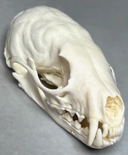 Genuine Real 3" Pine Marten Skull Small Animal Rodent Bone Teeth Taxidermy Art
