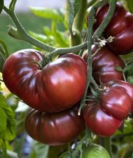 Black Brandywine Tomato, 30 Seeds, NON-GMO, Beefsteak, Potato Leaf, FREE SHIP