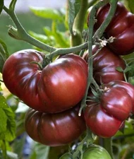 Black Brandywine Tomato, 30 Seeds, NON-GMO, Beefsteak, Potato Leaf, FREE SHIP