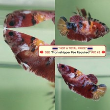 Live Betta Fish Thailand -- Candy HMPK Female