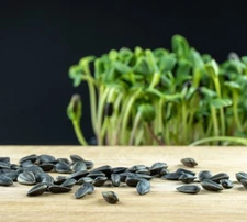 Organic Black Oil Sunflower MICROGREEN Seeds | Non-GMO | Heirloom