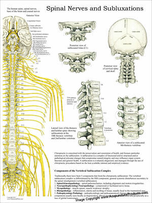 Chiropractic Subluxation Chart