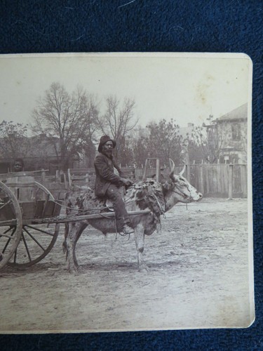 AFRICAN AMERICAN BLACK CABINET PHOTO THOMASVILLE GA MAN RIDING OX BOY IN BARREL - Picture 6 of 8