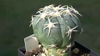 Cactus Cactus: Echinocactus horizonthalonius SHIROTOGE 6 cm injerto injertado