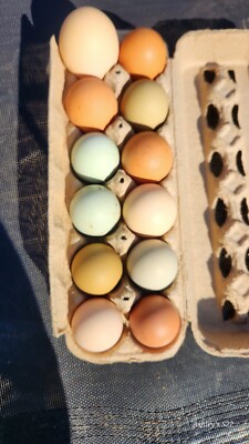 10 PLUS HEN'S CHOICE HATCHING EGGS   