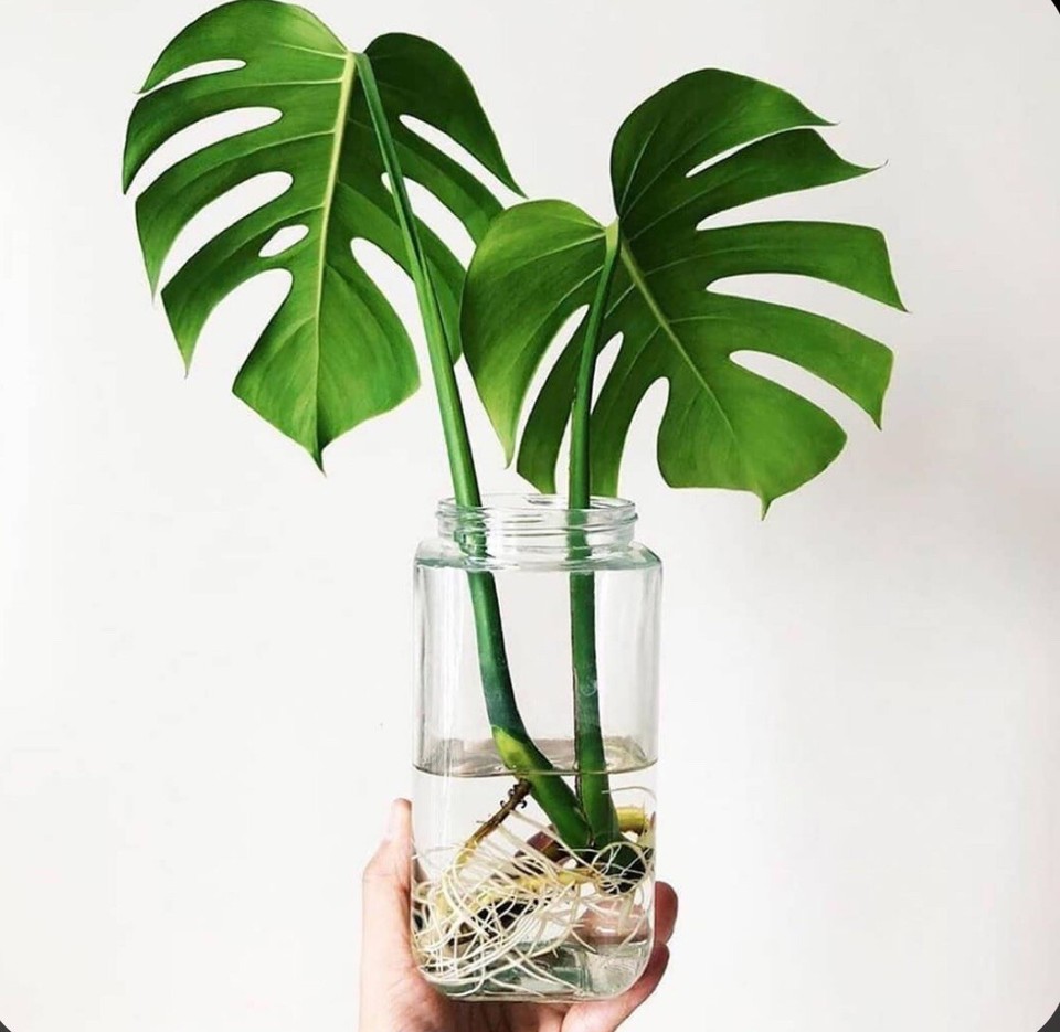 Large Monstera Deliciosa Rooted Cutting, Tropical Live Plant, Swiss