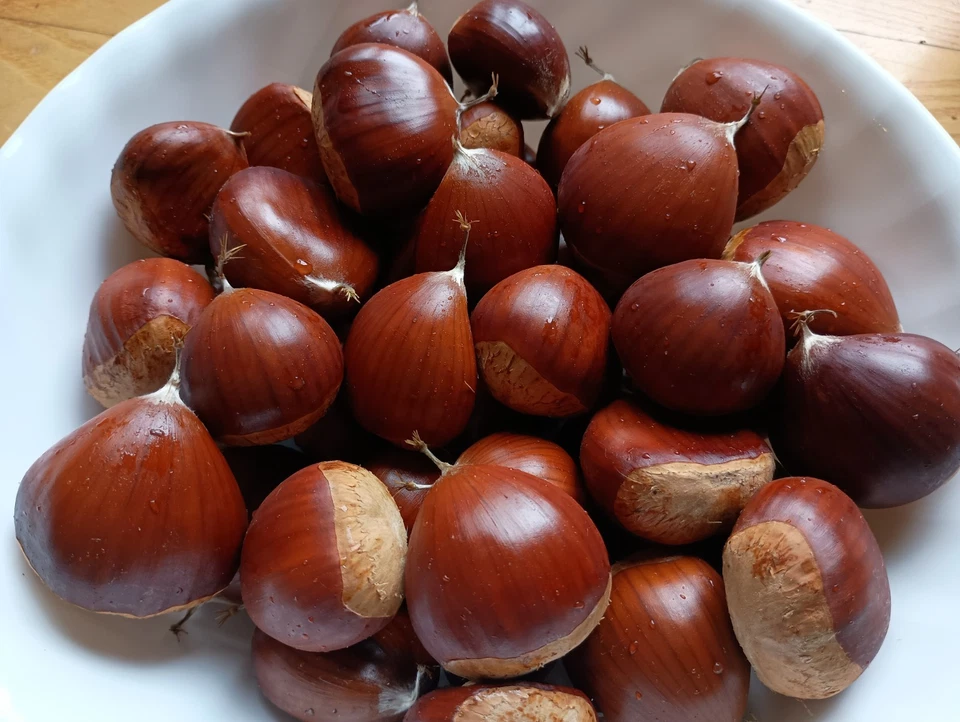 Castañas frescas 5 libras - tostado de nueces europeas - cultivadas en Michigan 2025 Foto 3 de 4