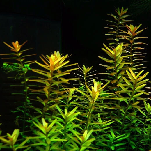 50 plantas Rotala magenta macaranda acuario tanque plantado aquascaping pecera Foto 2 de 3