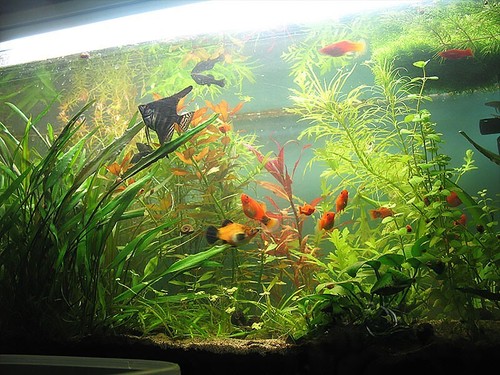 Fertilizzante acquario PMDD 150 grammi Potassio Magnesio Ferro chelato e Micro - Foto 3 di 11