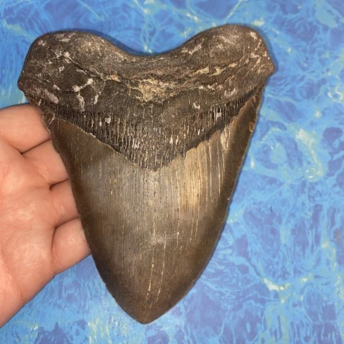 MEGALODON SHARK TOOTH 5.85” HUGE TEETH MEG SCUBA DIVER DIRECT FOSSIL NC 9955