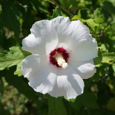 Hibiscus Shrub Bushy Garden Plant 'Red Heart' 1 or 2