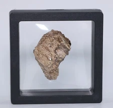 Tyrannosaurus rex T Rex superb fossil 38.6mm 1.52" Lance Crk Wyoming WY COA 6872