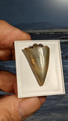 Mako Haizahn. Carcharodon. 12-15 Millionen Jahre alt. 30mm. Geschenk verpackt.