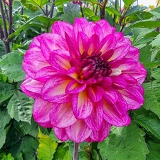 1 "Muchacha" Decorative Dahlia - Large Tuber - US Seller