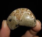 Amazing Ammonite! Arthropod, Crustacean Crab Fossil, From Java, Indonesia, 38Mm