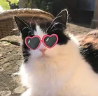 poppydiddle poppydiddle