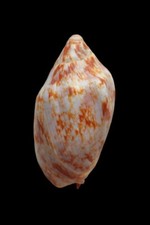 SHELL CONCHIGLIA VOLUTA CYMBIOLA RUTILA mm.78,3 AUSTRALIA