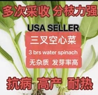 120ps 3brs (Stem)Water Spinach Seeds Ong Choy Kangkong KongXinCai.120粒无杂质三叉空心菜种子