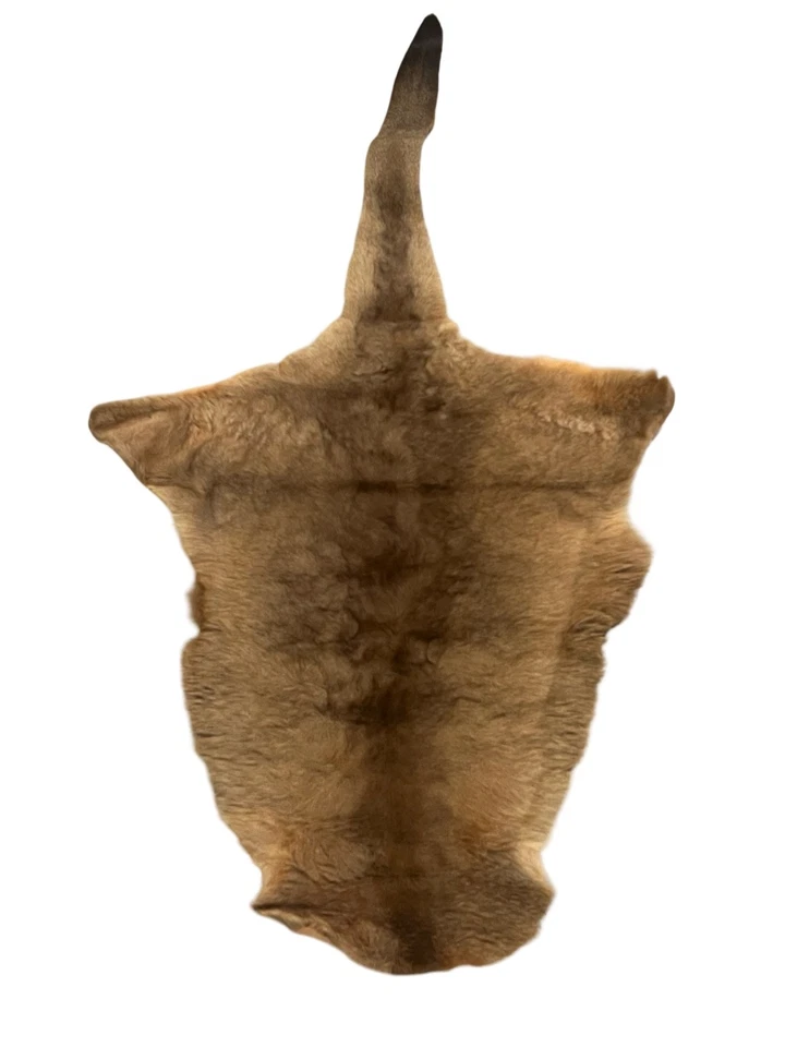 Piel de canguro curtida australiana genuina con piel de cola piel cuero piel piel piel 34,5 x 34 Foto 2 de 4