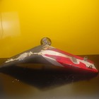 Picture 5 of 8