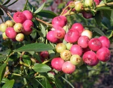 Pink Lemonade Blueberry Bush Seedling