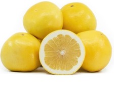 4 Organic Golden Grapefruit cuttings