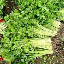 Chinese Light Green Celery Seeds | Heirloom / Non-GMO | Free Shipping | 1115