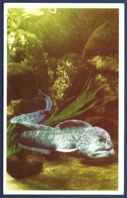 Wolf Eel - in the Seaside Aquarium Oregon