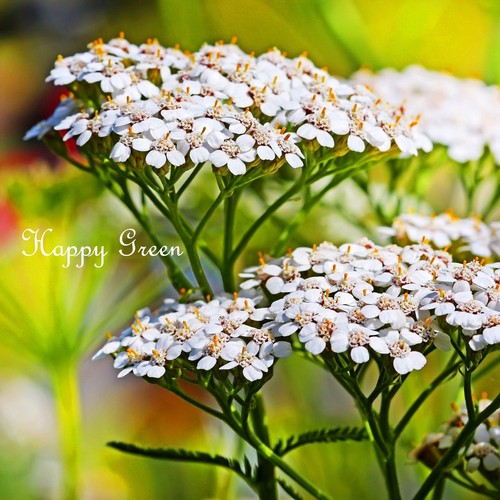 YARROW SUMMER WHITE - Achillea Millefolium - 3000 seeds - MILFOIL - PERENNIAL - Photo 1 sur 2