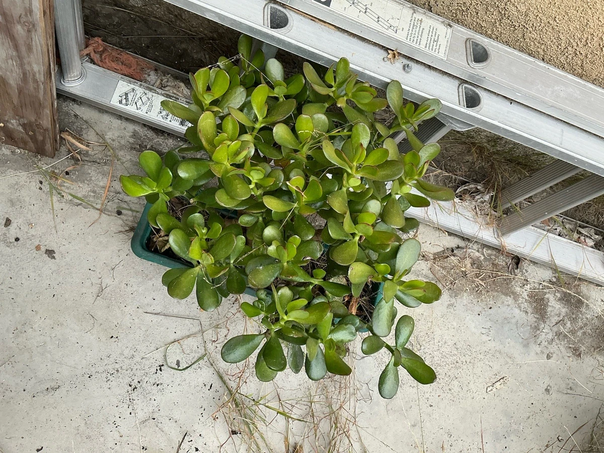 Jade Plant Cactis&Succulents for sale - eBay