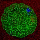 1930s Uranium Depression Glass 8" Plate – Daisy Pattern– UV Vaseline Glass