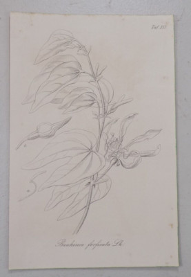 1856 Antique Print via Gartenflora Magazine  / BRAZILIAN ORCHID TREE